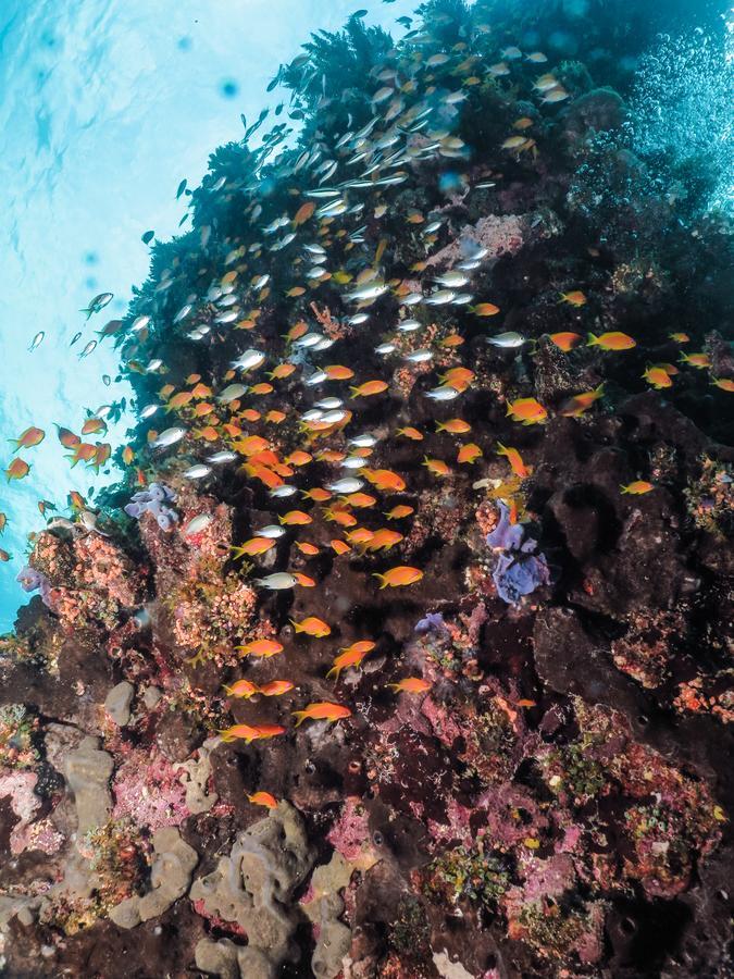 Gecko Nature Lodge Home Of Swahili Divers The Best Dive Center And Famous Gecko Restaurant Verani 外观 照片
