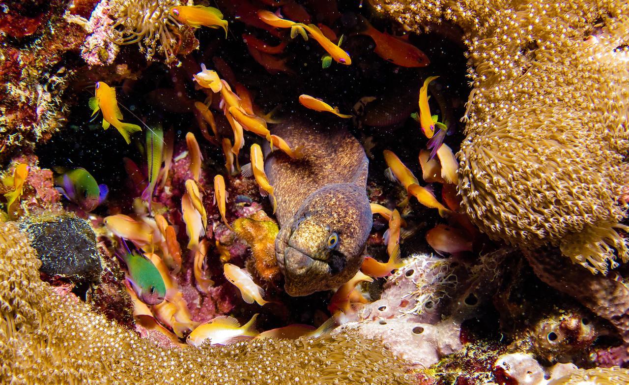 Gecko Nature Lodge Home Of Swahili Divers The Best Dive Center And Famous Gecko Restaurant Verani 外观 照片