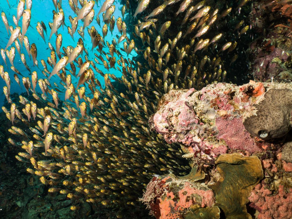 Gecko Nature Lodge Home Of Swahili Divers The Best Dive Center And Famous Gecko Restaurant Verani 外观 照片