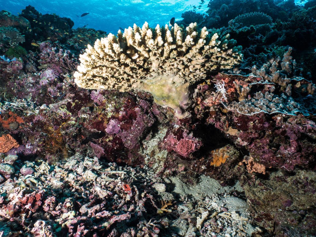 Gecko Nature Lodge Home Of Swahili Divers The Best Dive Center And Famous Gecko Restaurant Verani 外观 照片