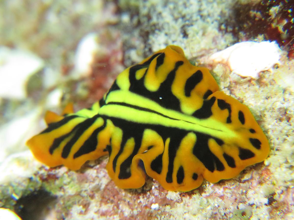 Gecko Nature Lodge Home Of Swahili Divers The Best Dive Center And Famous Gecko Restaurant Verani 外观 照片