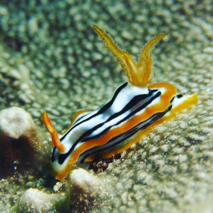 Gecko Nature Lodge Home Of Swahili Divers The Best Dive Center And Famous Gecko Restaurant Verani 外观 照片