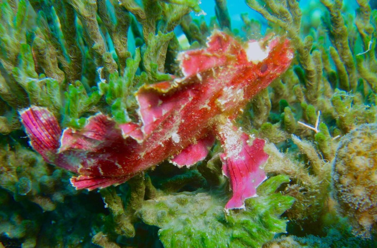 Gecko Nature Lodge Home Of Swahili Divers The Best Dive Center And Famous Gecko Restaurant Verani 外观 照片