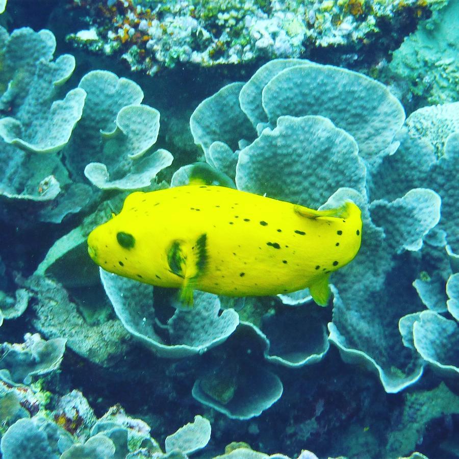 Gecko Nature Lodge Home Of Swahili Divers The Best Dive Center And Famous Gecko Restaurant Verani 外观 照片
