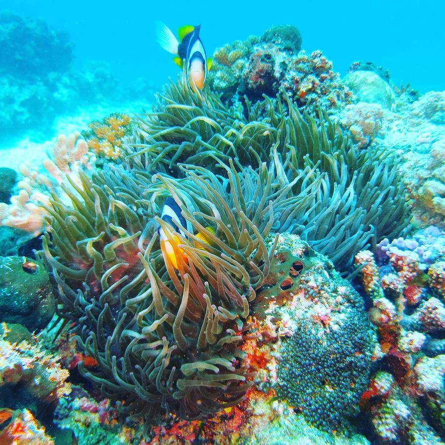 Gecko Nature Lodge Home Of Swahili Divers The Best Dive Center And Famous Gecko Restaurant Verani 外观 照片