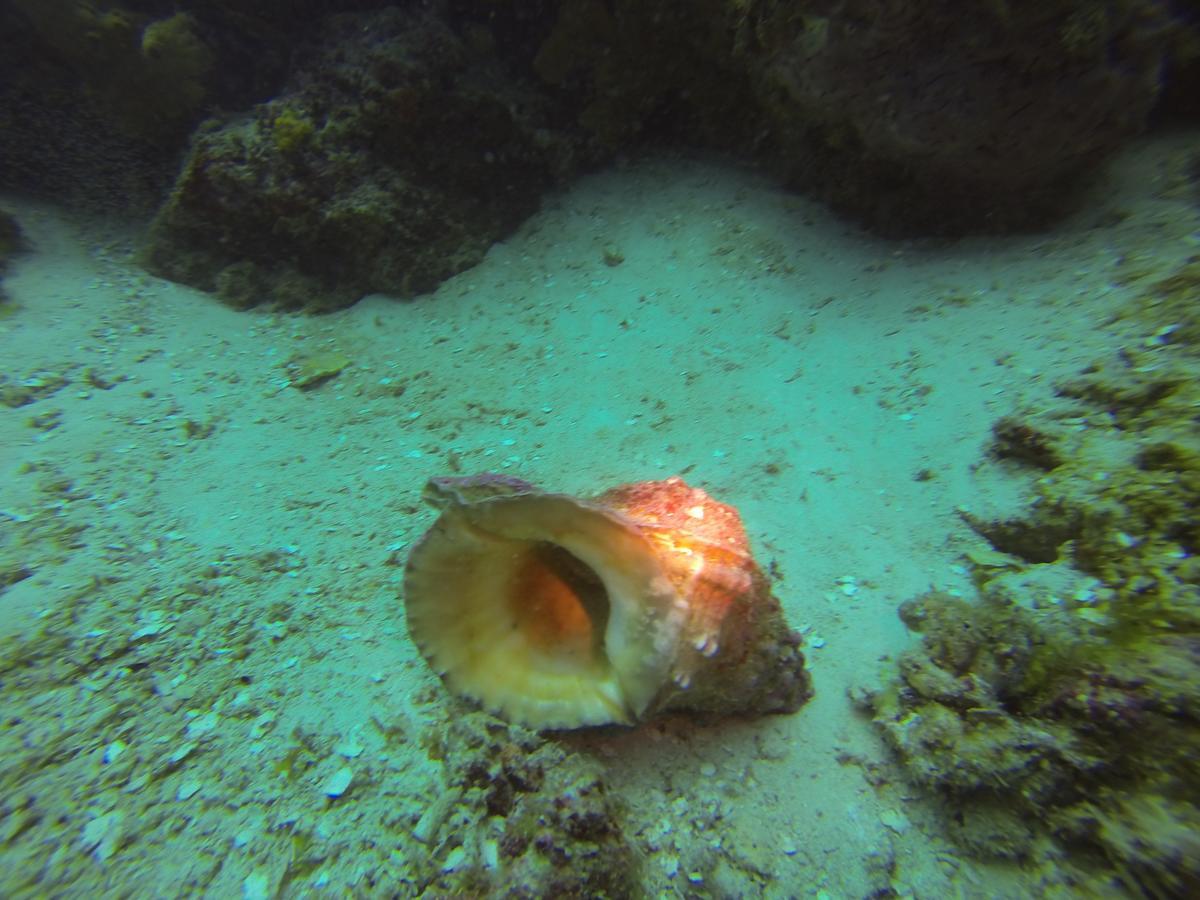 Gecko Nature Lodge Home Of Swahili Divers The Best Dive Center And Famous Gecko Restaurant Verani 外观 照片